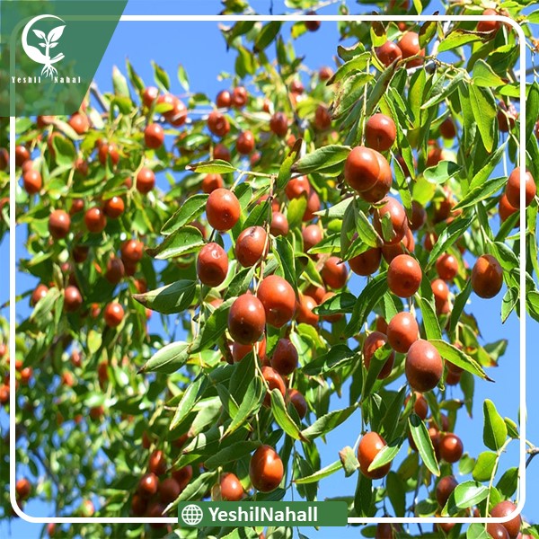 نهال عناب ترکیه